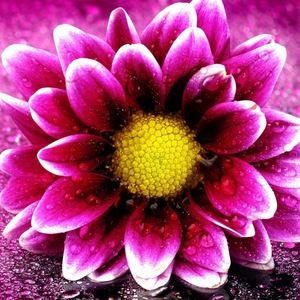 Meet your Posher, Khush